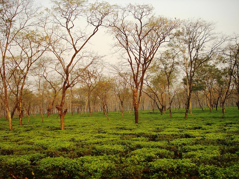 Tea estate trees near Naxalbari